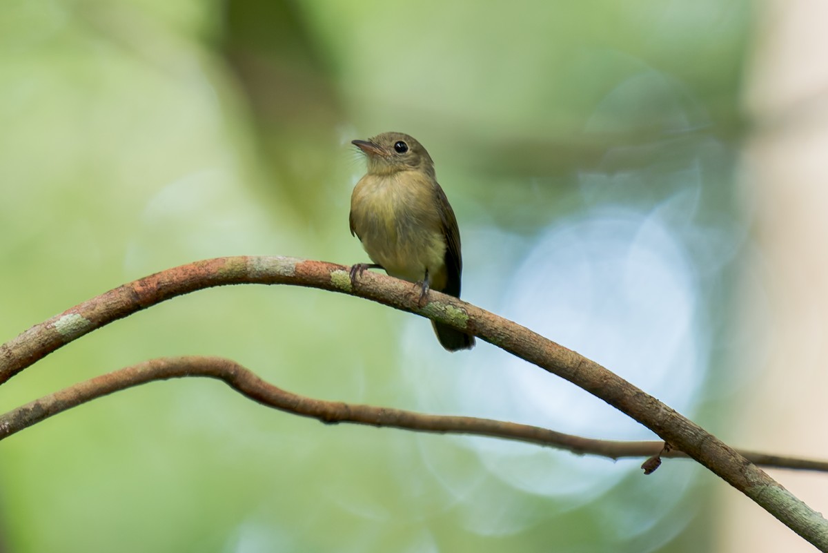 Whiskered Flycatcher - ML634803614