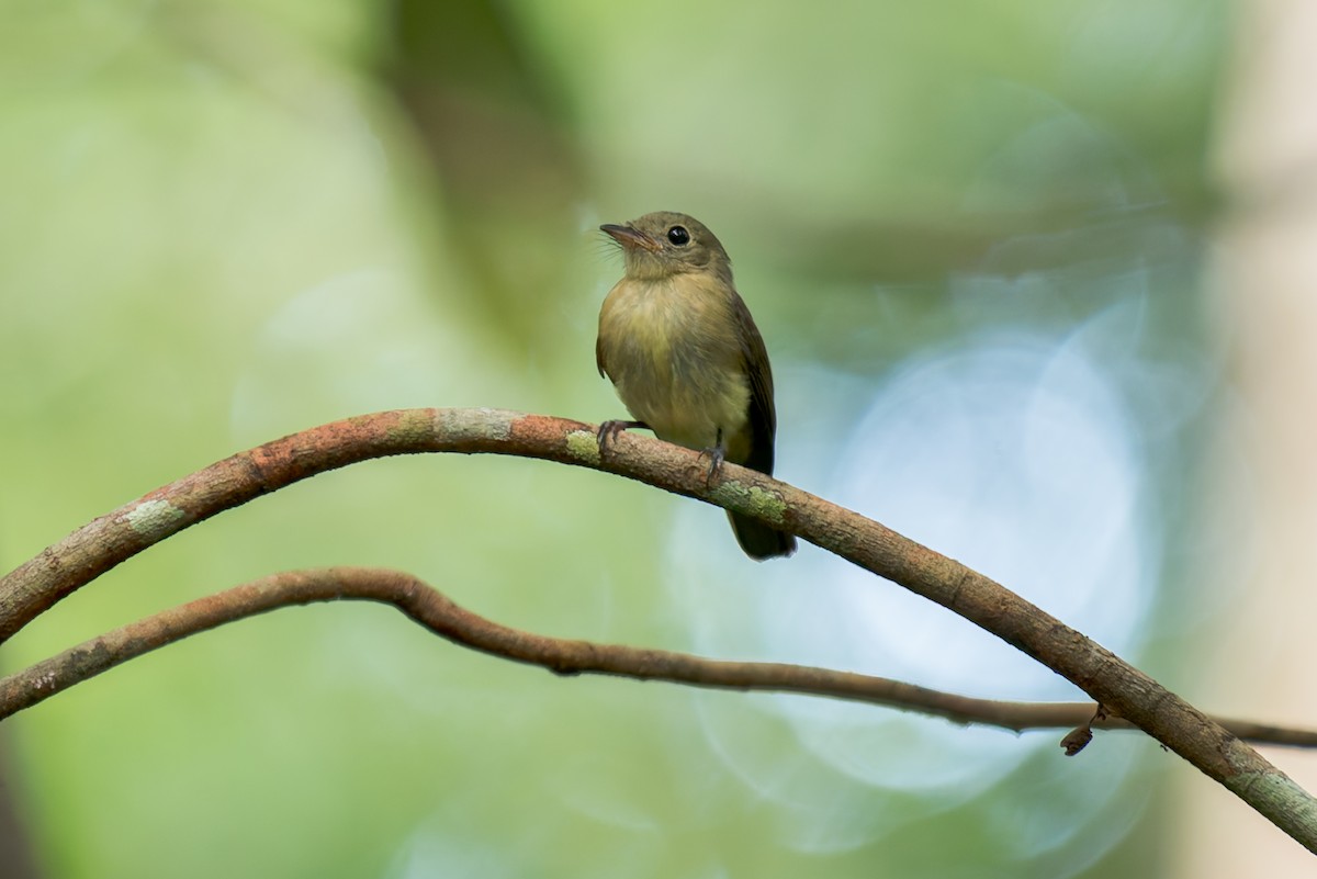 Whiskered Flycatcher - ML634803616