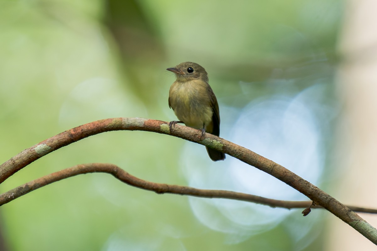 Whiskered Flycatcher - ML634803617