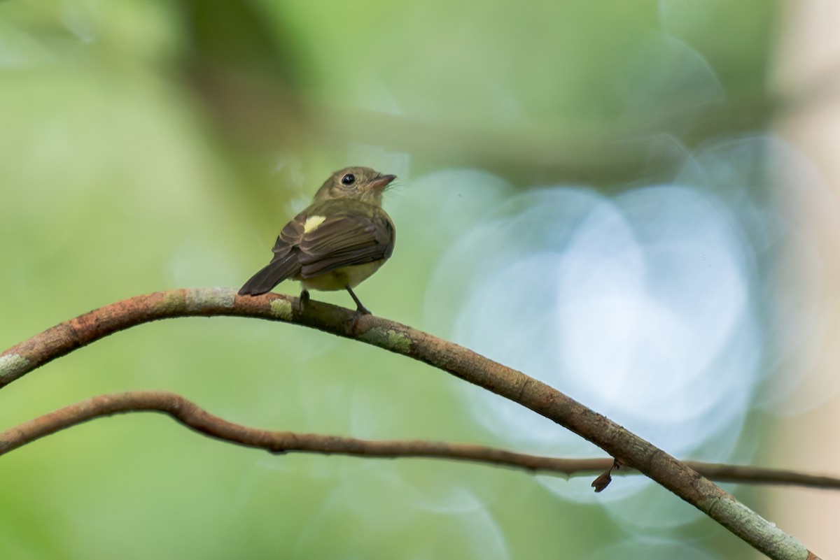 Whiskered Flycatcher - ML634803618