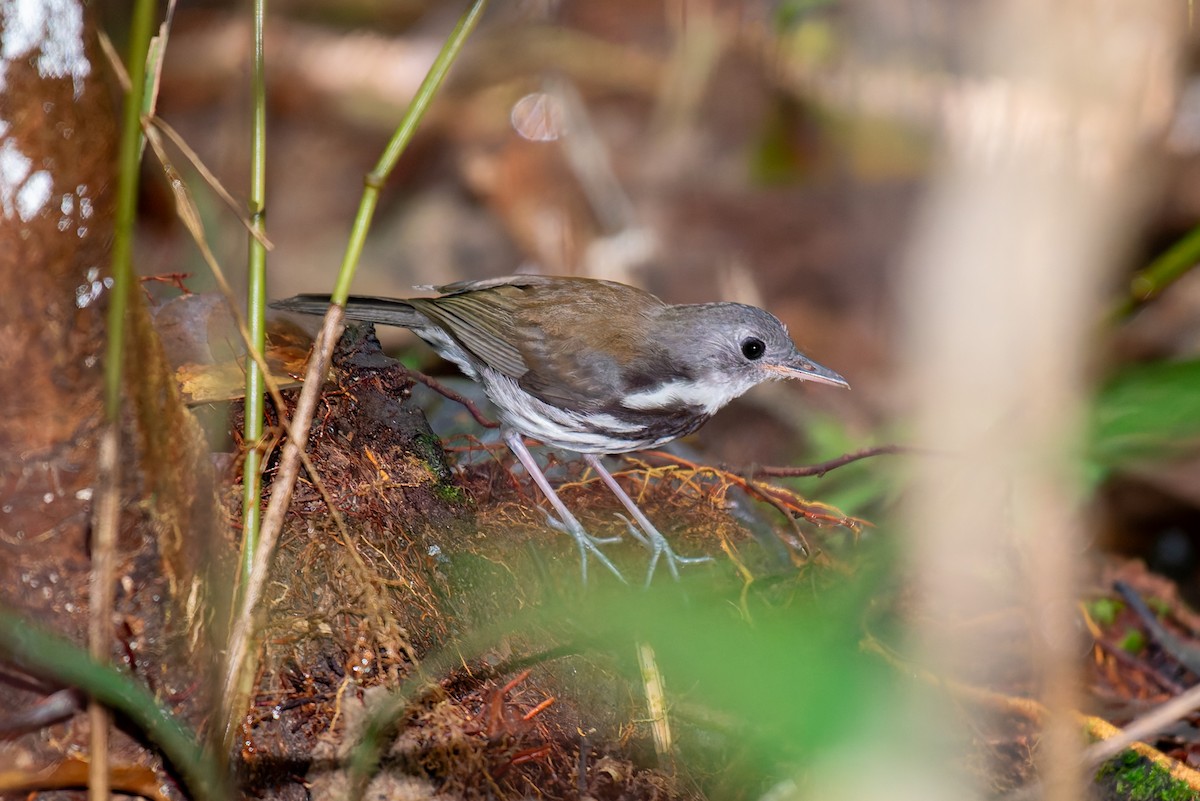 Ringed Antpipit - ML634803657