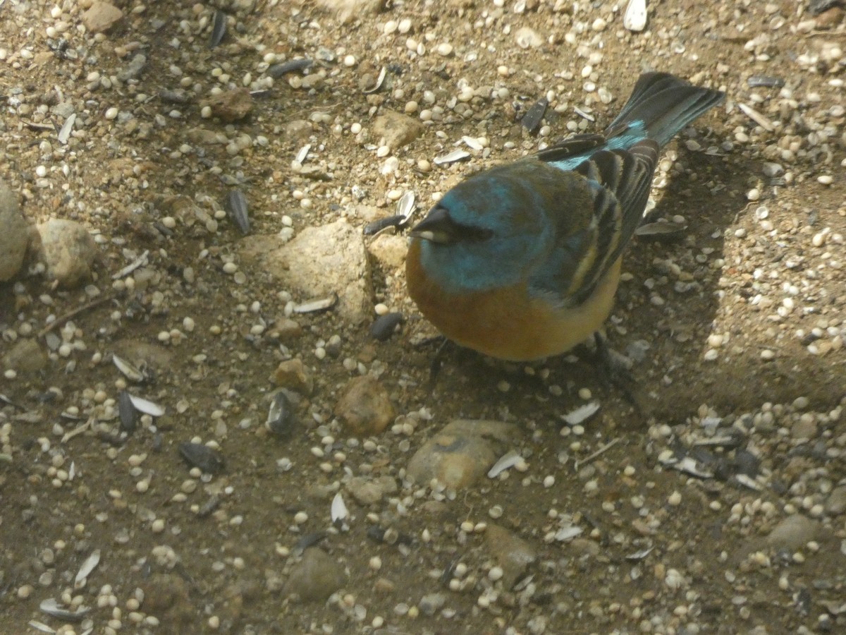Lazuli Bunting - ML634803779