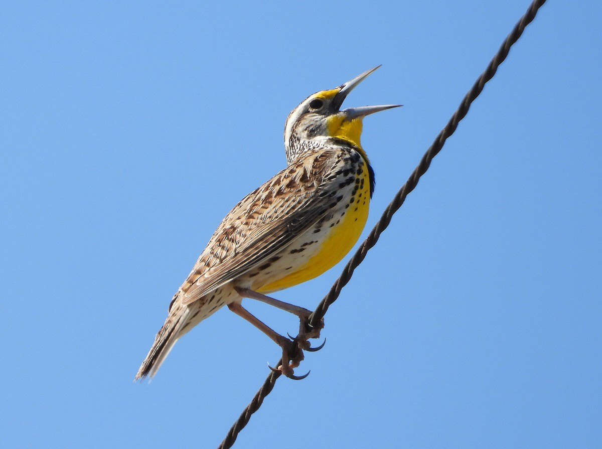 Western Meadowlark - ML634803792