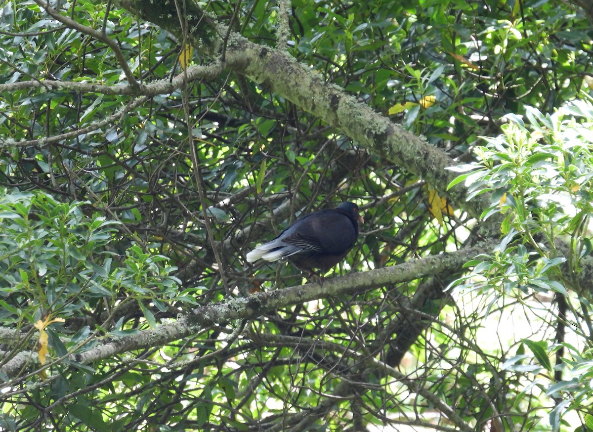 Laurel Pigeon - ML634803825