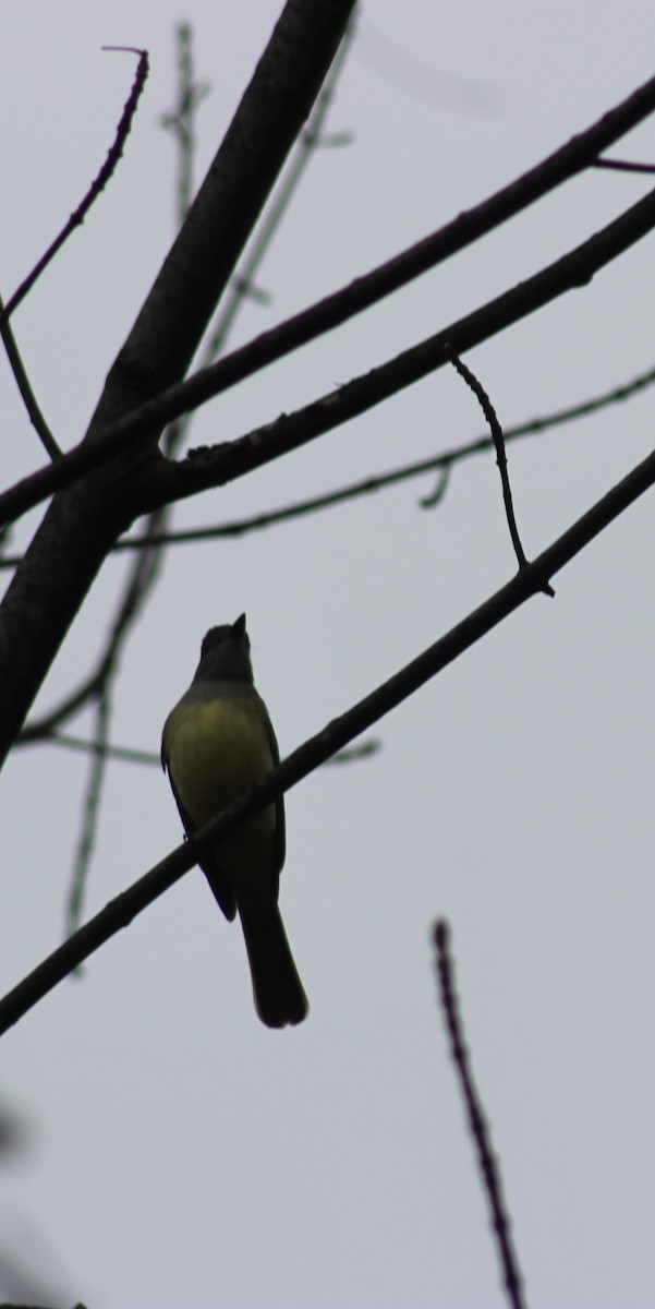 Great Crested Flycatcher - ML634803831