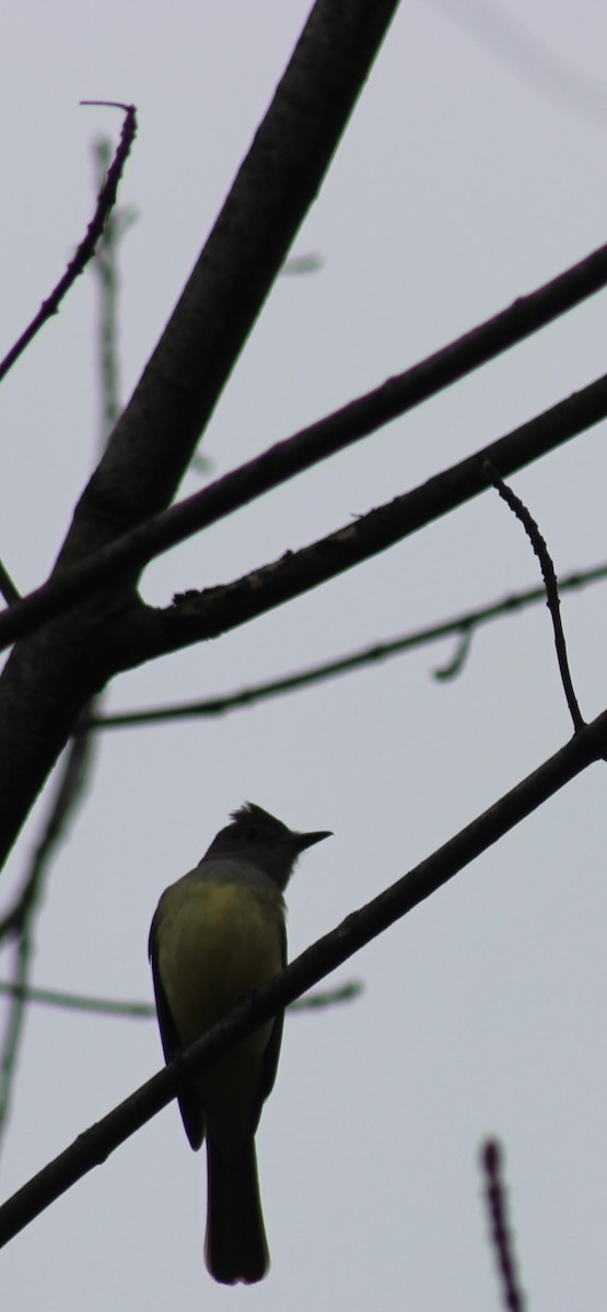 Great Crested Flycatcher - ML634803832