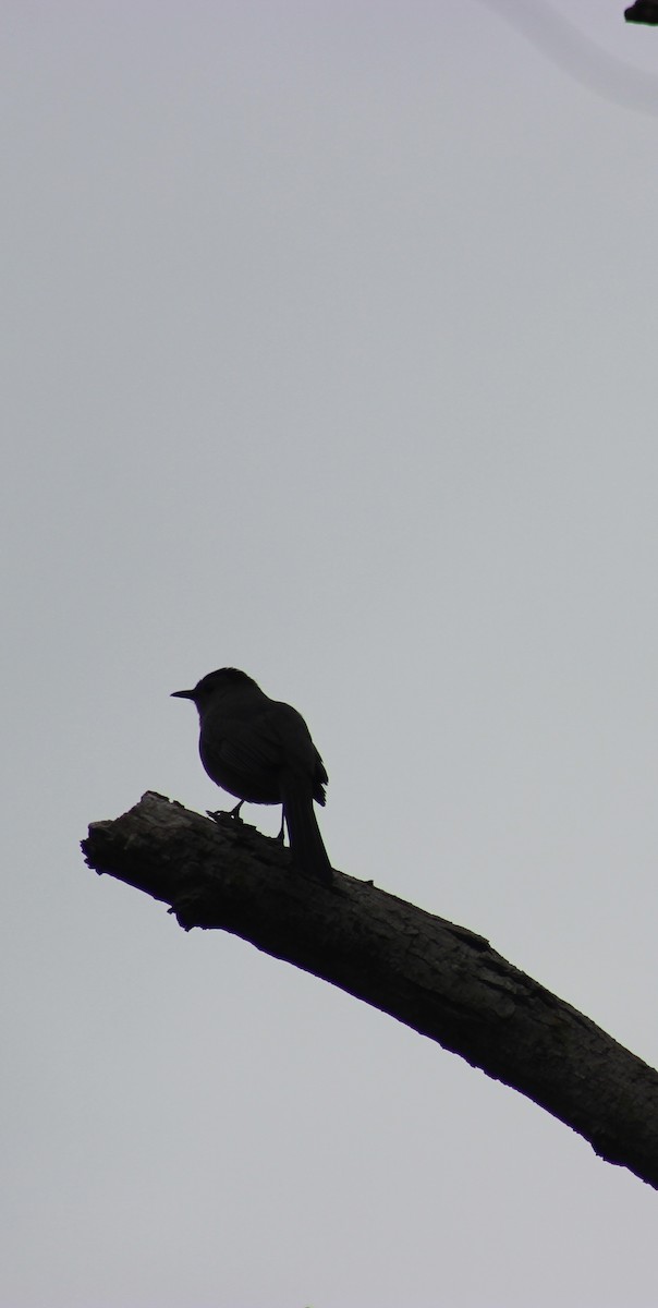 drozdec černohlavý - ML634803847