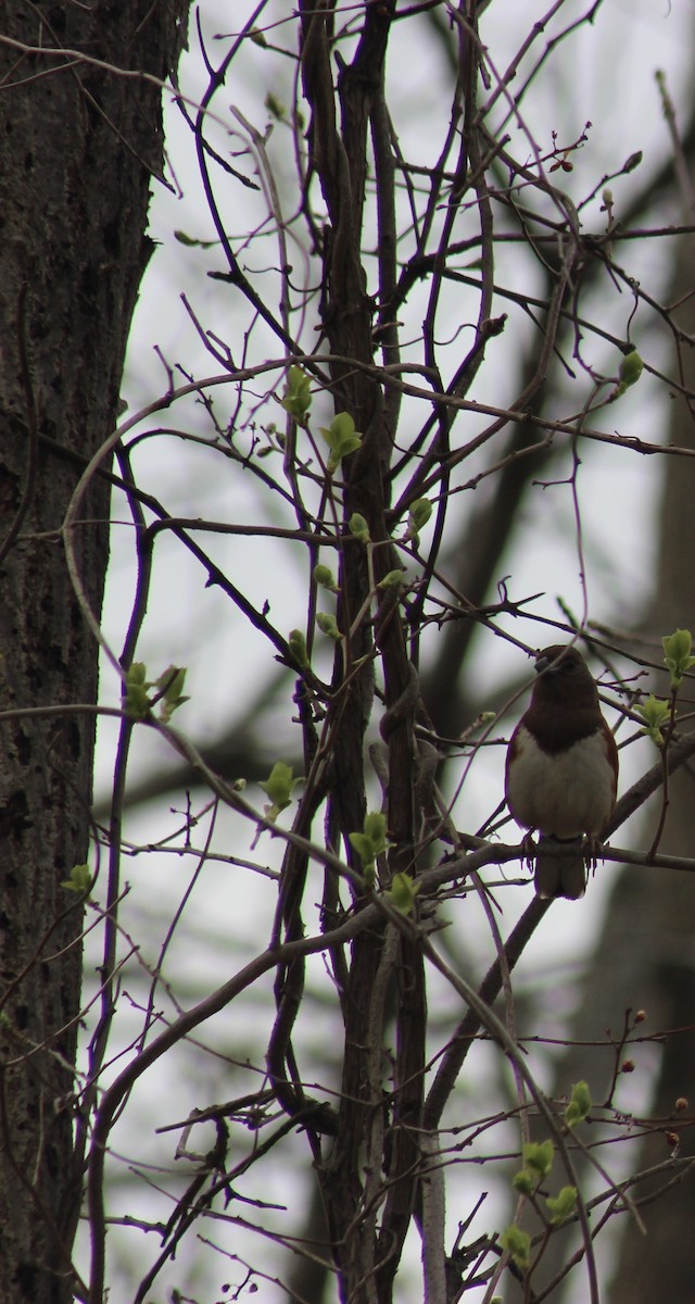 pipilo rudooký - ML634803872