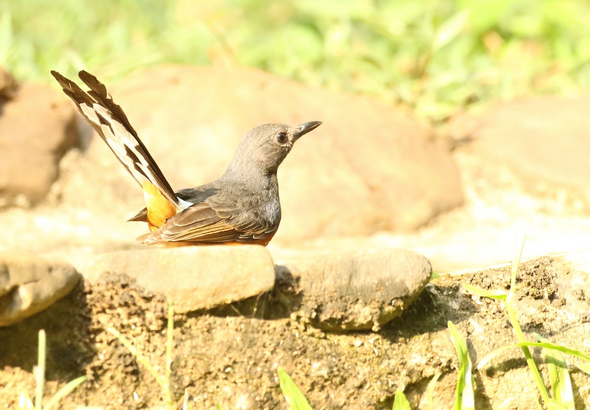 White-rumped Shama - ML634803886