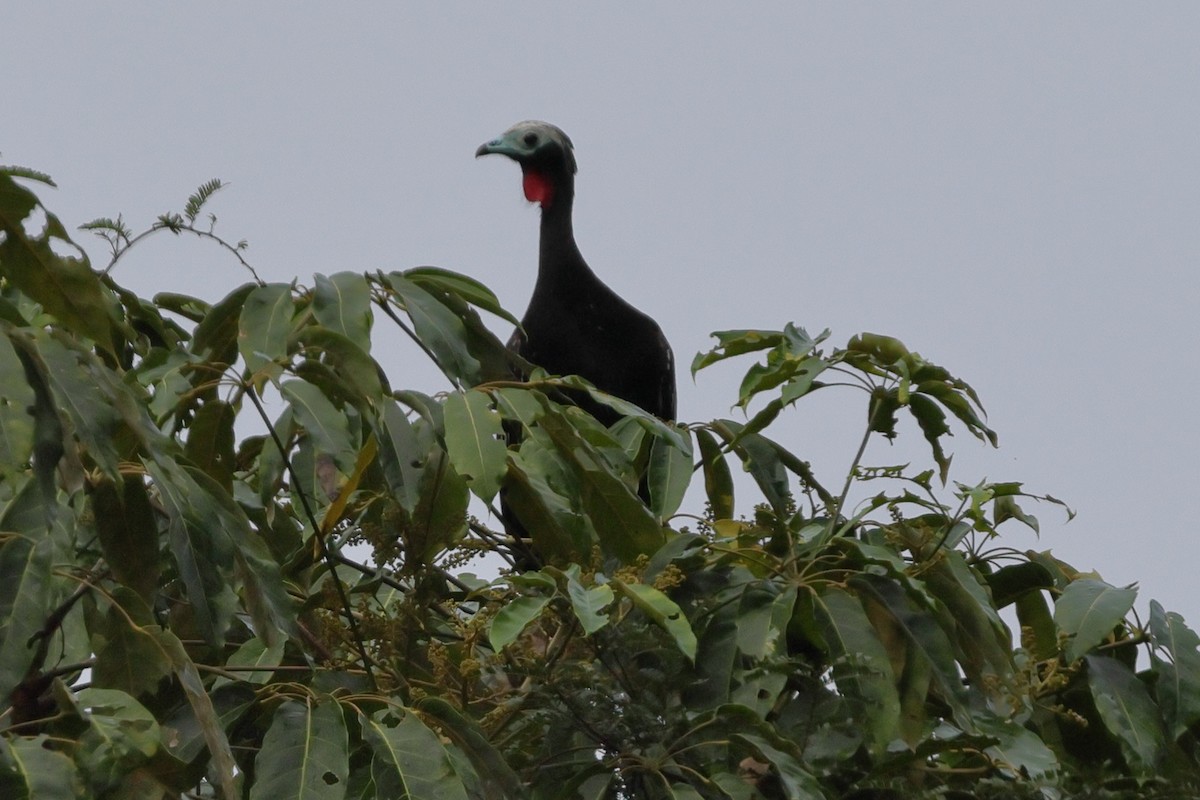 Red-throated Piping-Guan - ML634803984