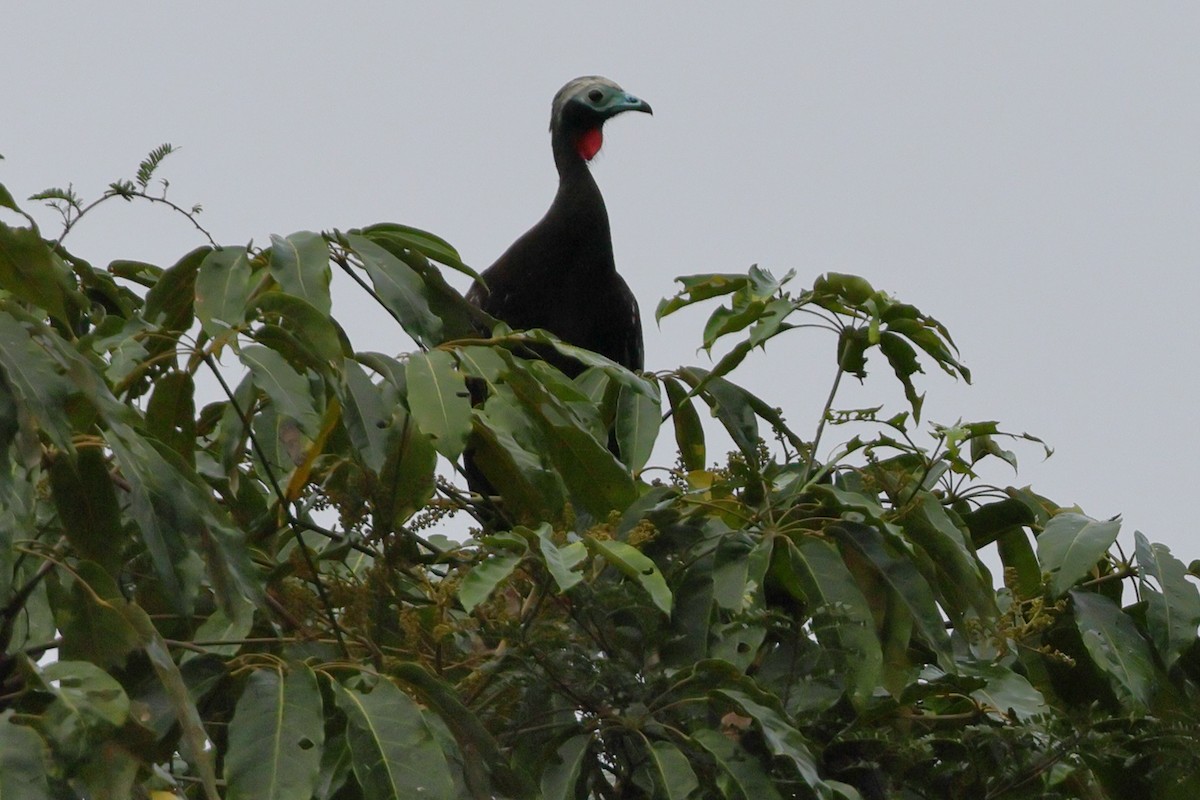 Red-throated Piping-Guan - ML634803986