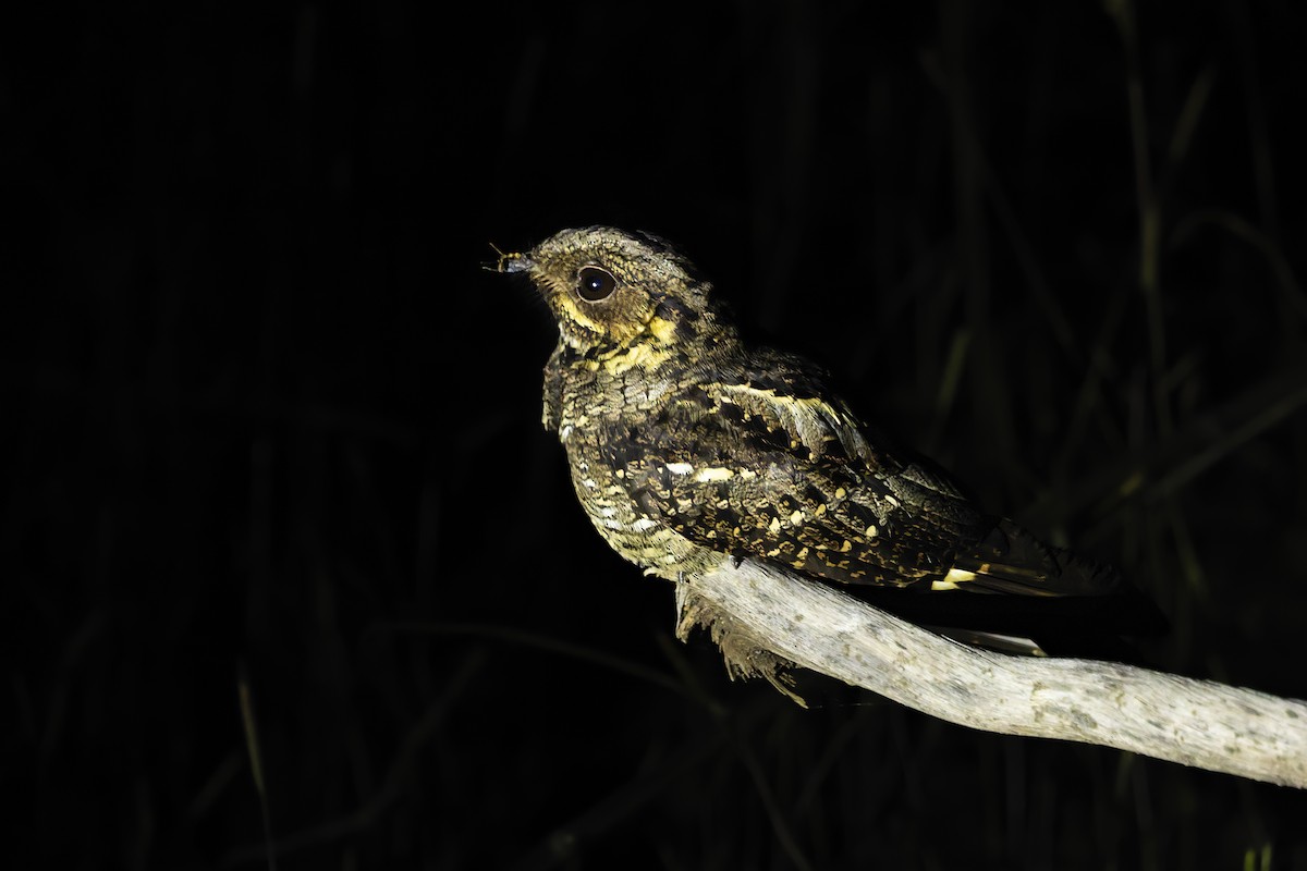 Andaman Nightjar - ML634804143
