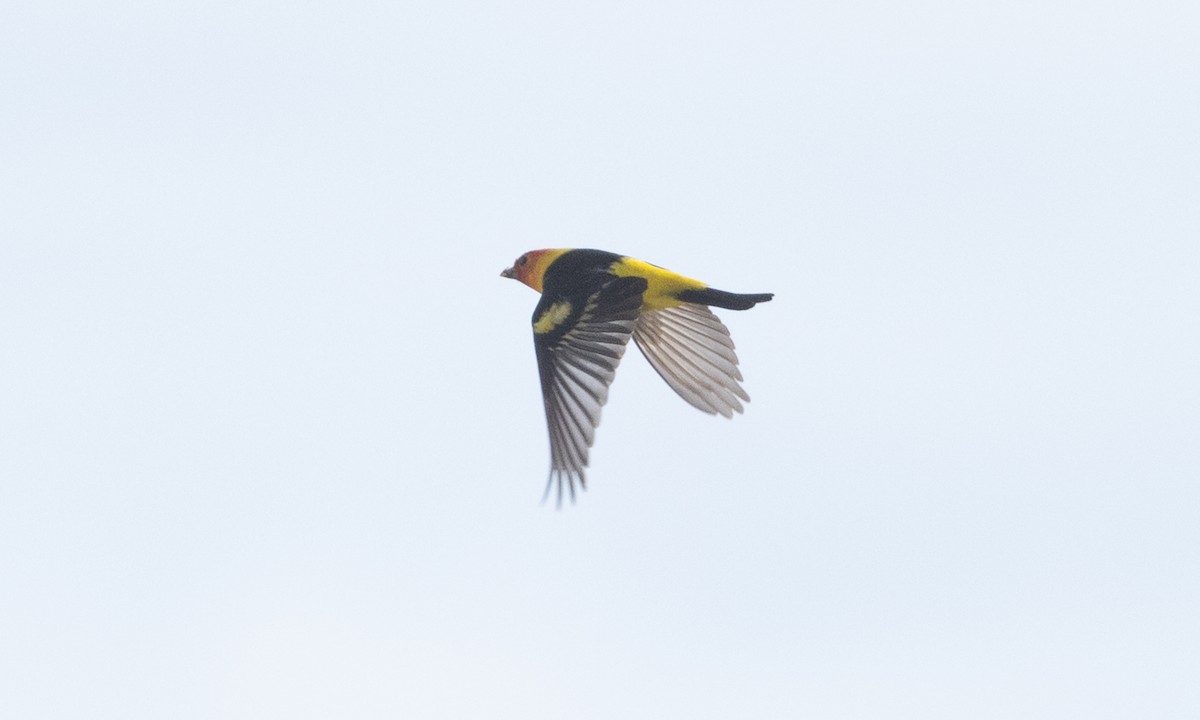 Western Tanager - ML634804168