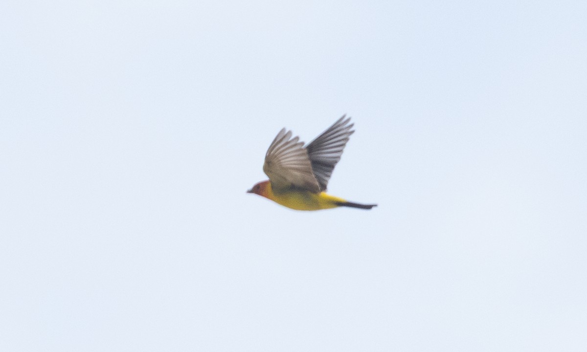 Western Tanager - ML634804170