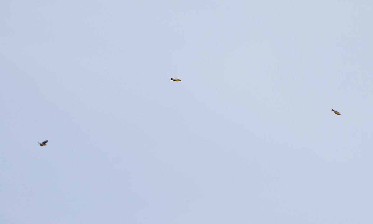 Western Tanager - ML634804171