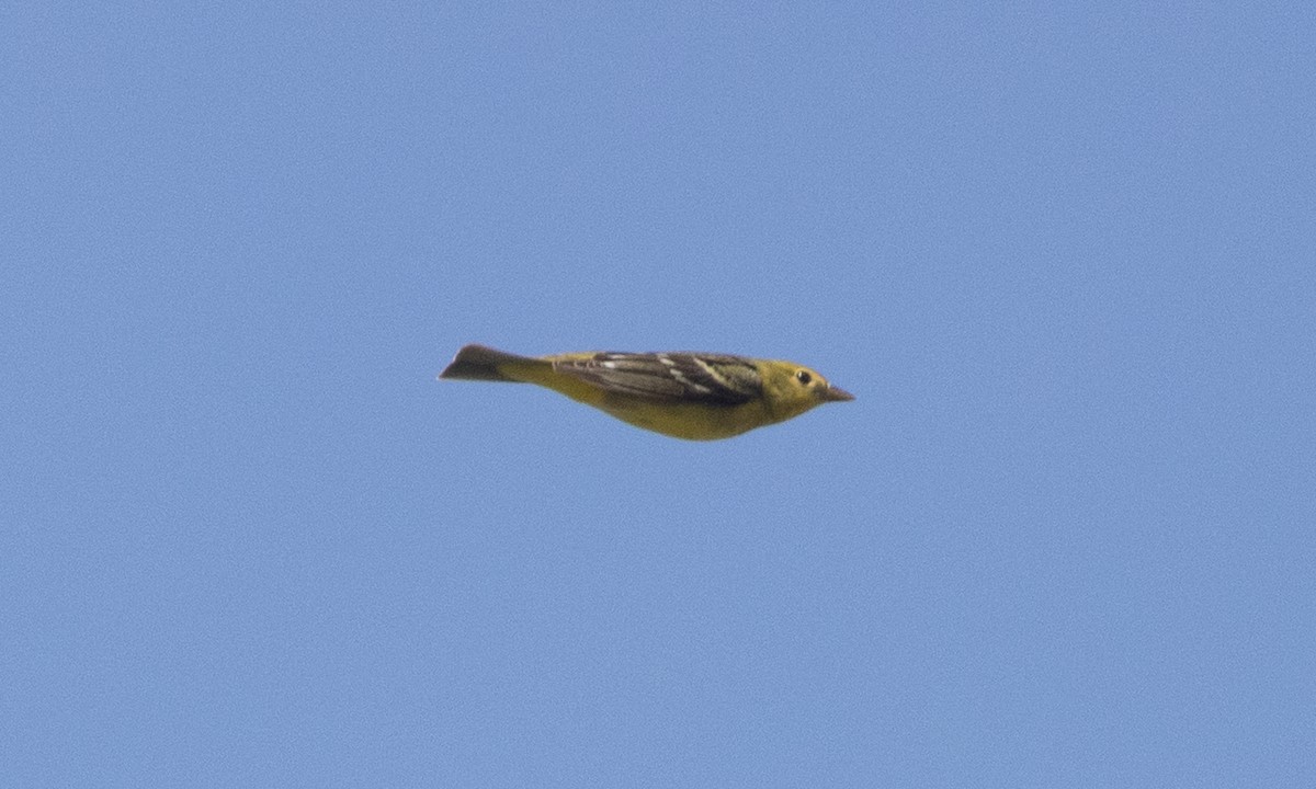 Western Tanager - ML634804172