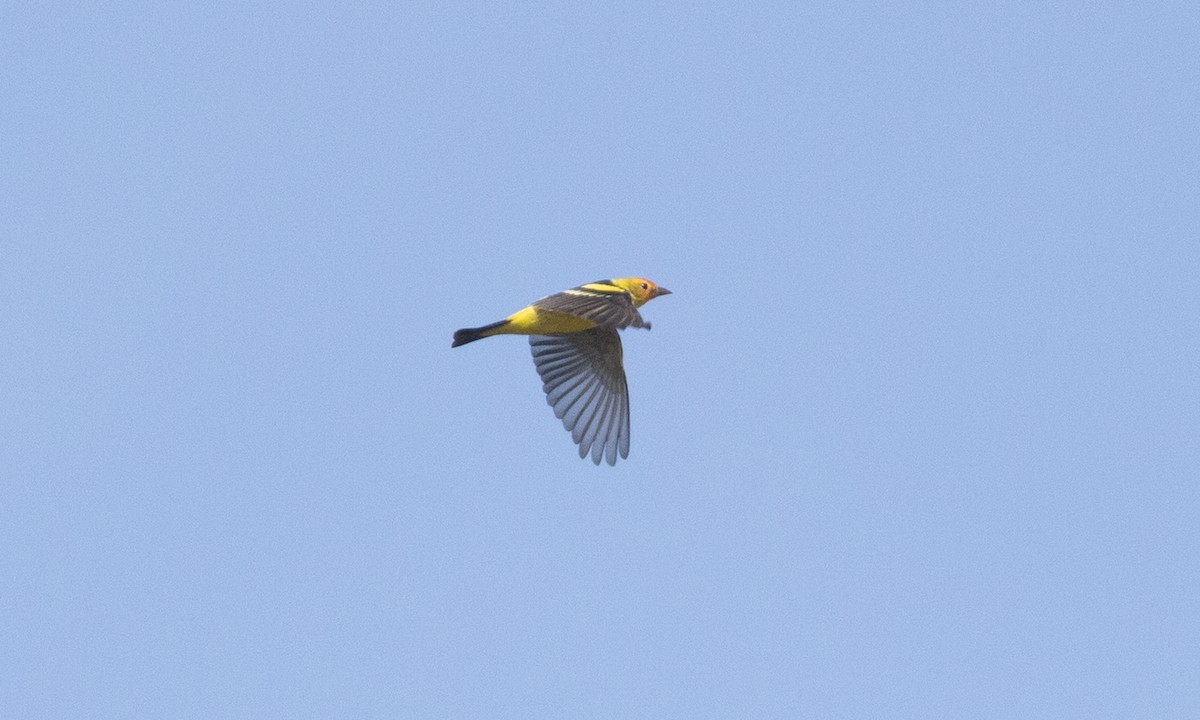 Western Tanager - ML634804174