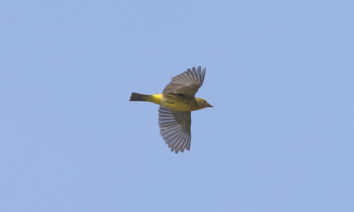 Western Tanager - ML634804175