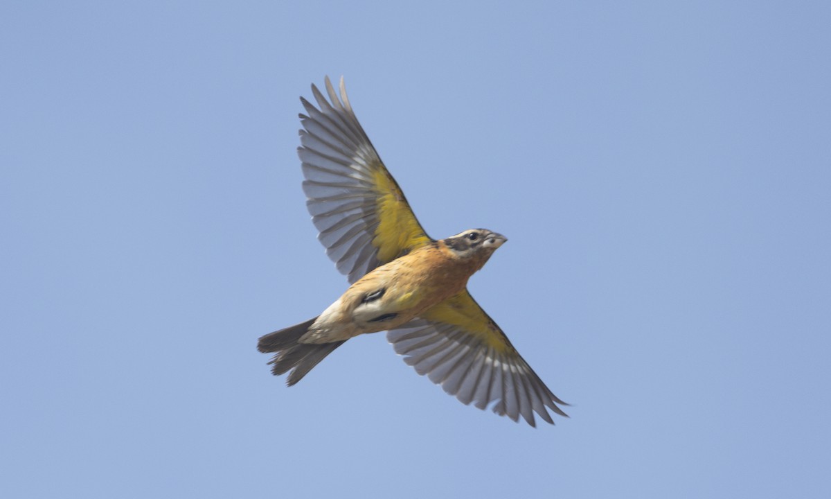Black-headed Grosbeak - ML634804210