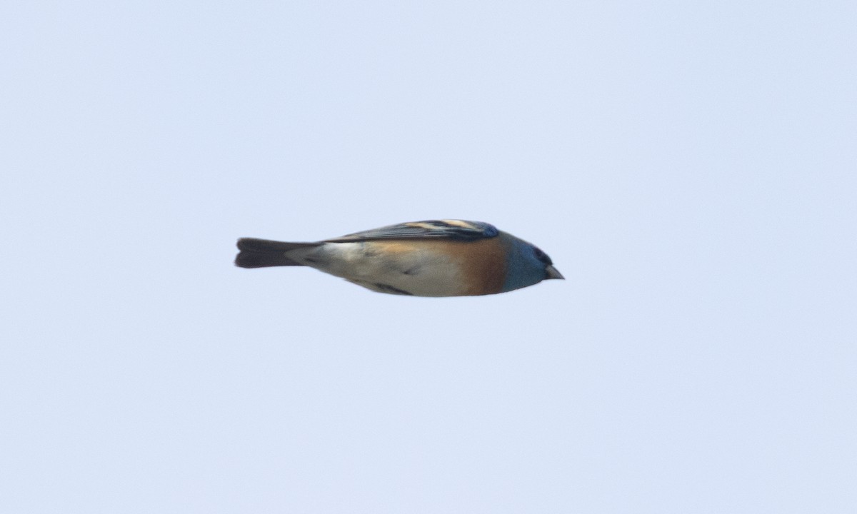 Lazuli Bunting - ML634804232