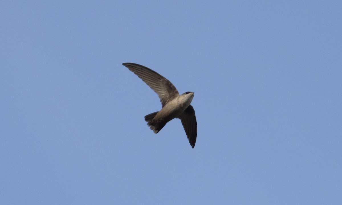 Vaux's Swift - ML634804246
