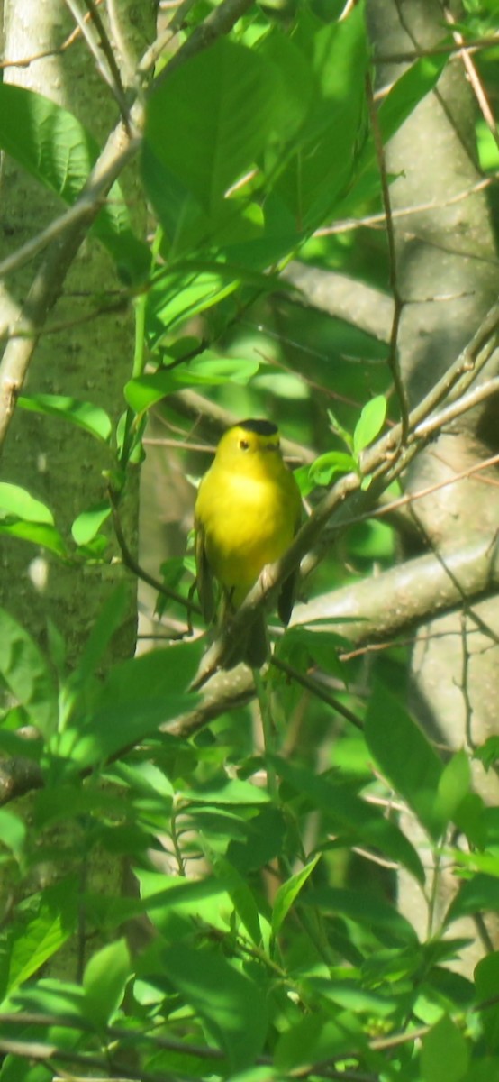 Wilson's Warbler - ML634804586