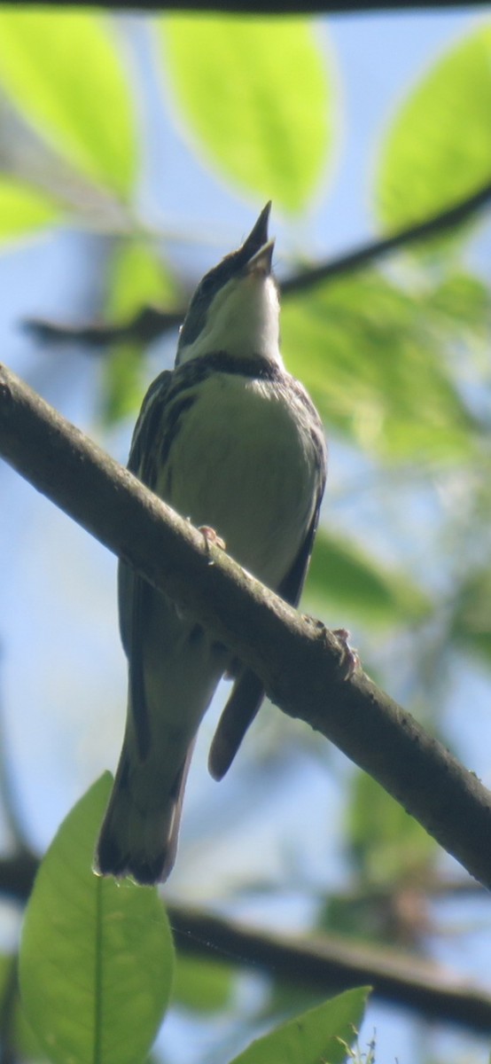 Cerulean Warbler - ML634804595