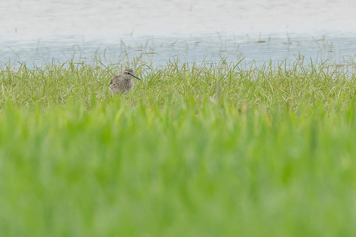 Wood Sandpiper - ML634804597