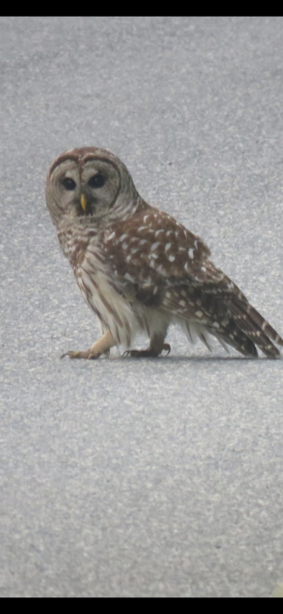Barred Owl - ML634804609