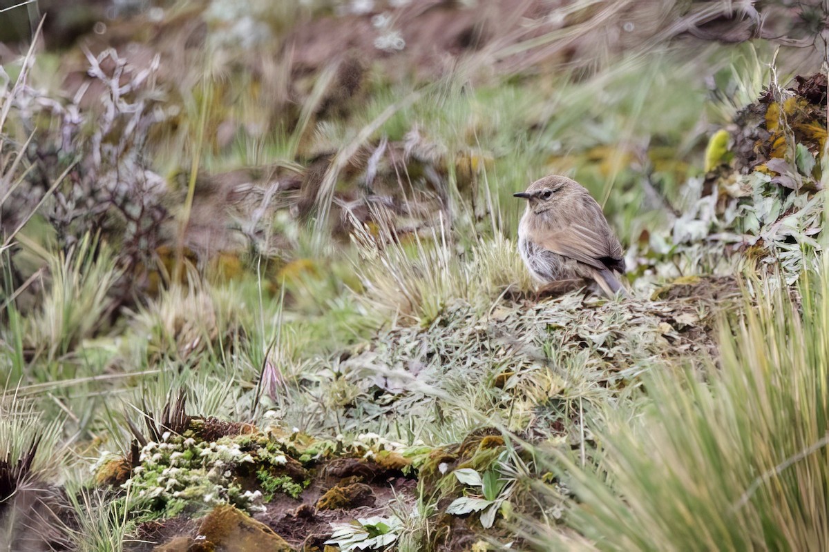 Streak-throated Canastero - ML634804742