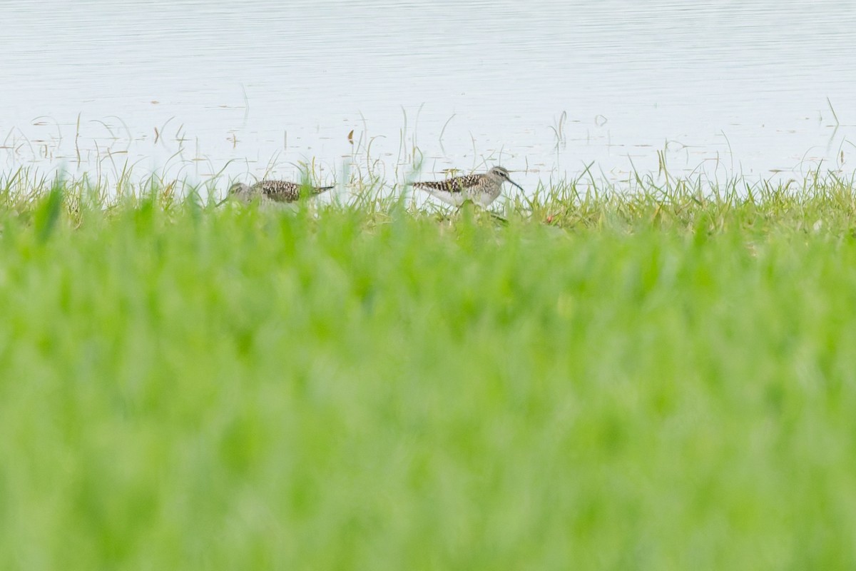 Wood Sandpiper - ML634804792