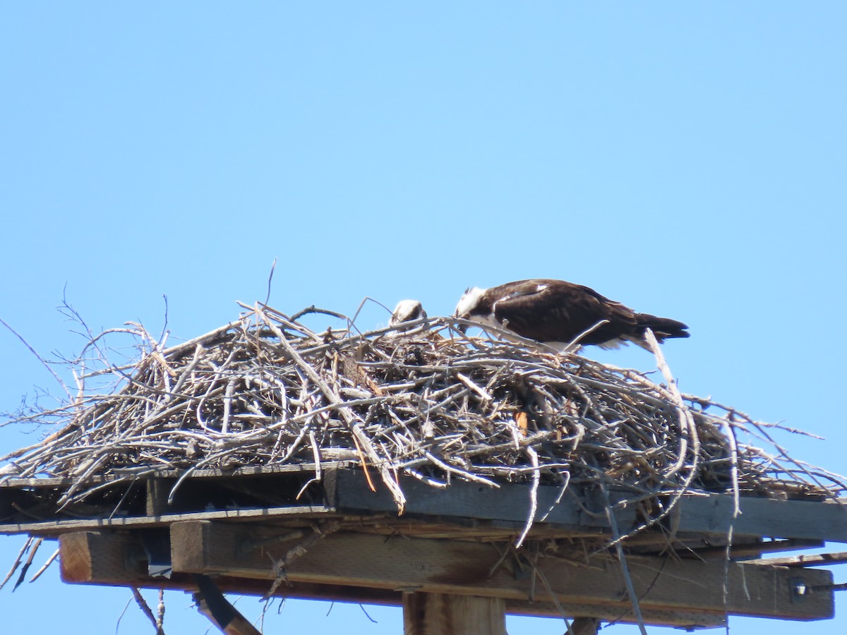 Osprey - ML634804884