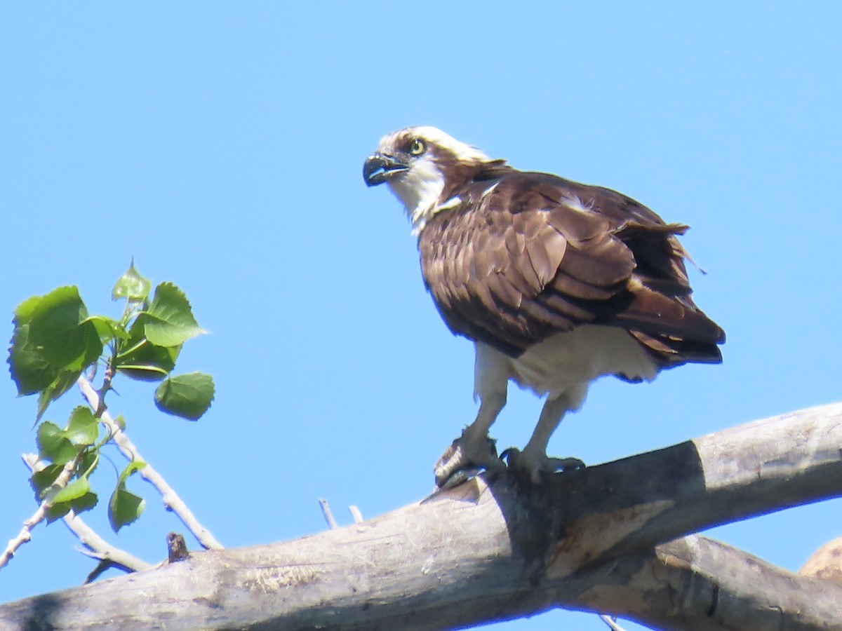 Osprey - ML634804901