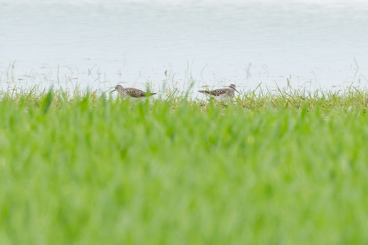 Wood Sandpiper - ML634805092