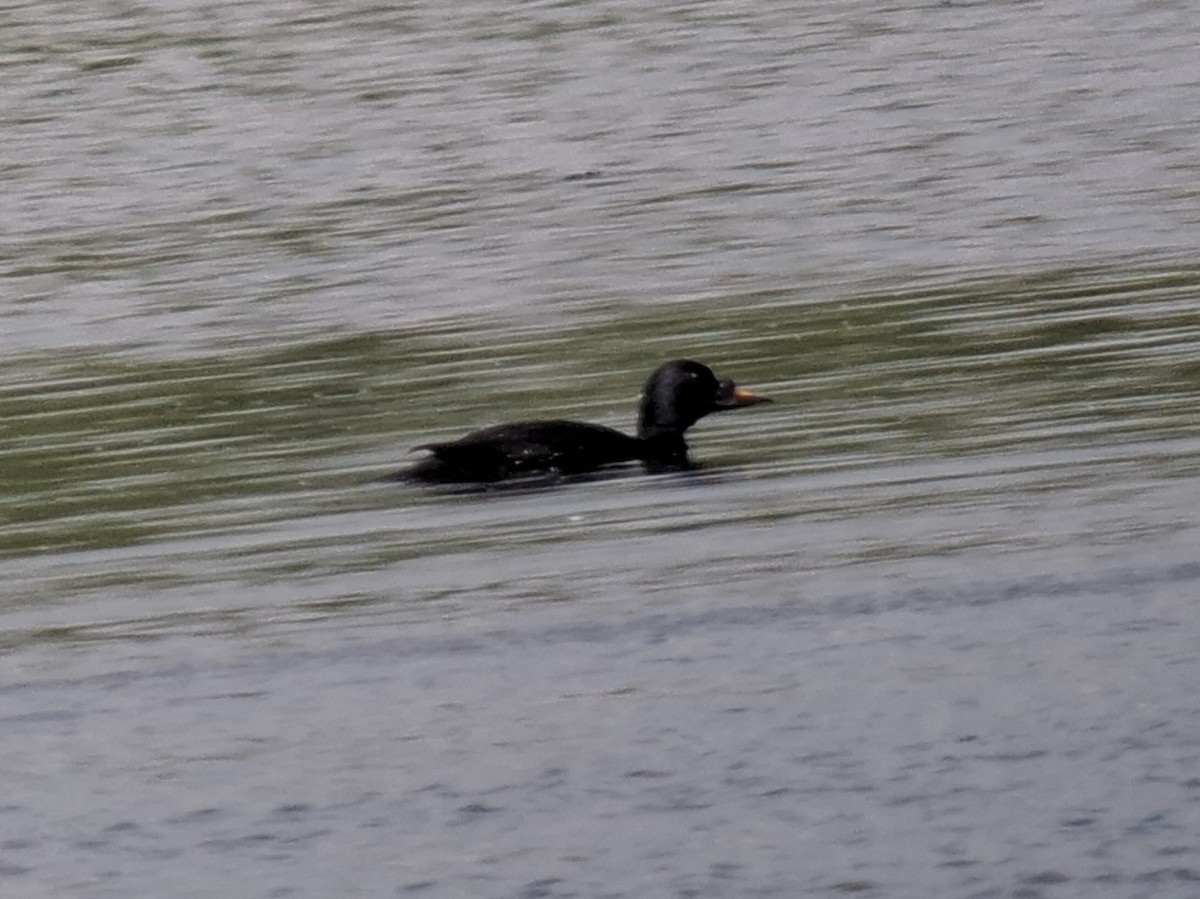 Common Scoter - ML634805135