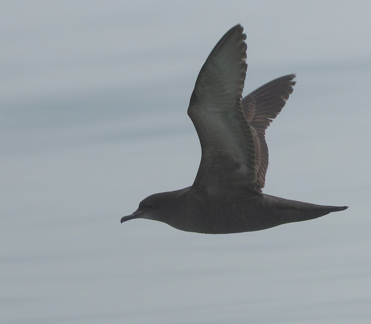 Short-tailed Shearwater - ML634805171