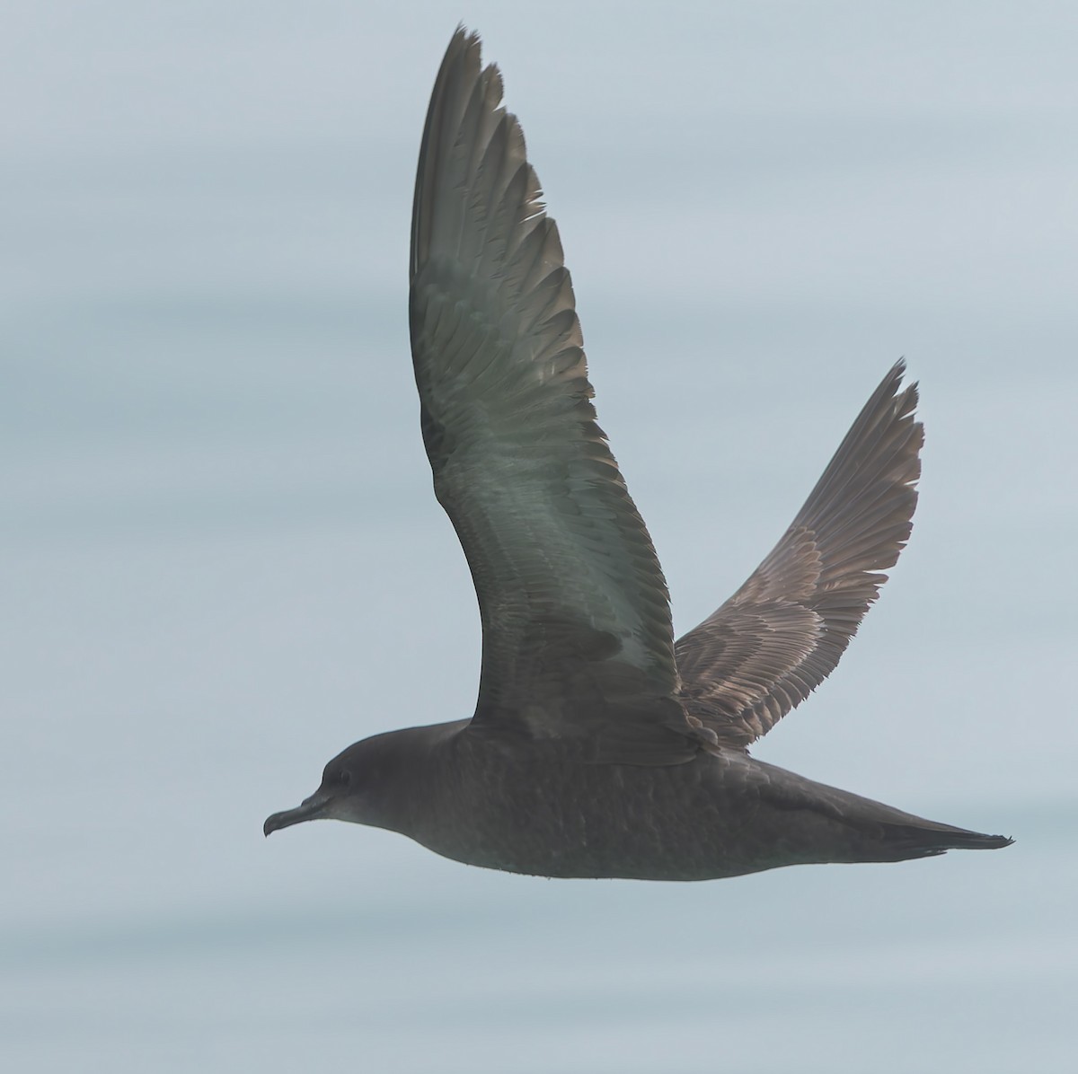Short-tailed Shearwater - ML634805172