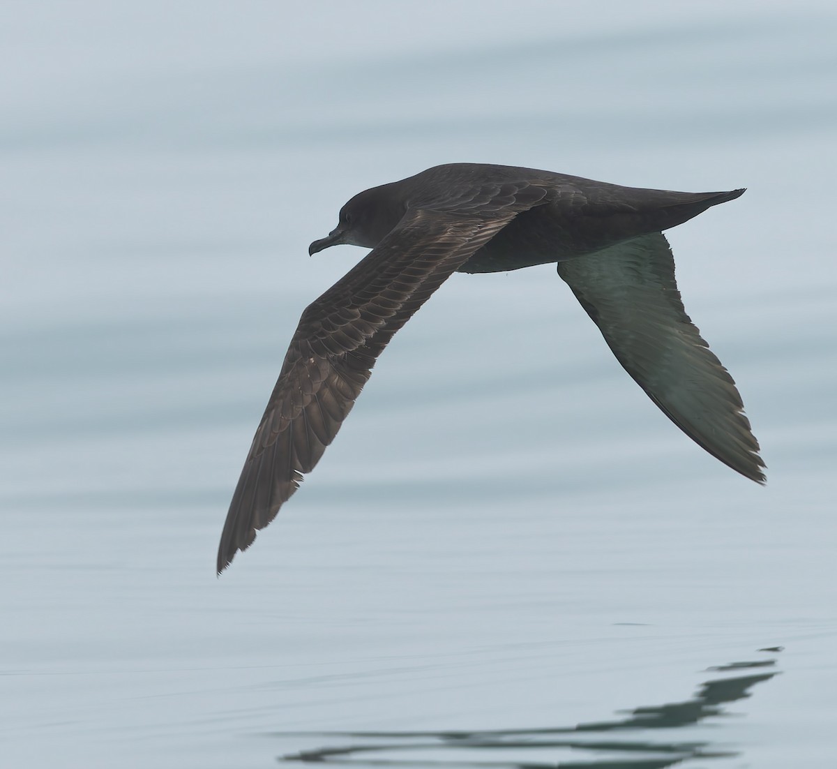 Short-tailed Shearwater - ML634805173