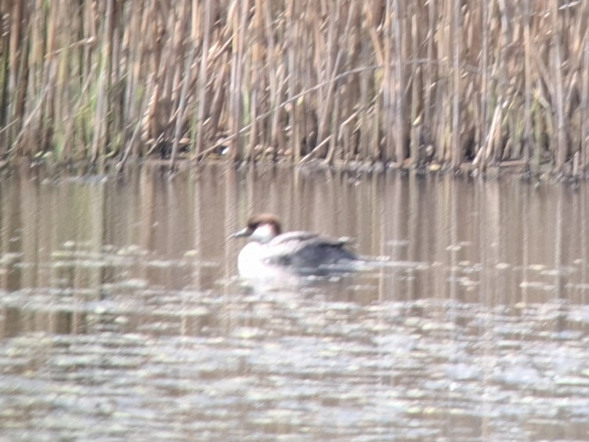 Smew - ML634805197