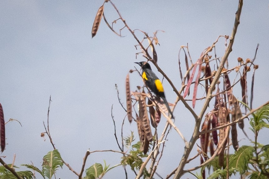 Black-vented Oriole - ML634805250