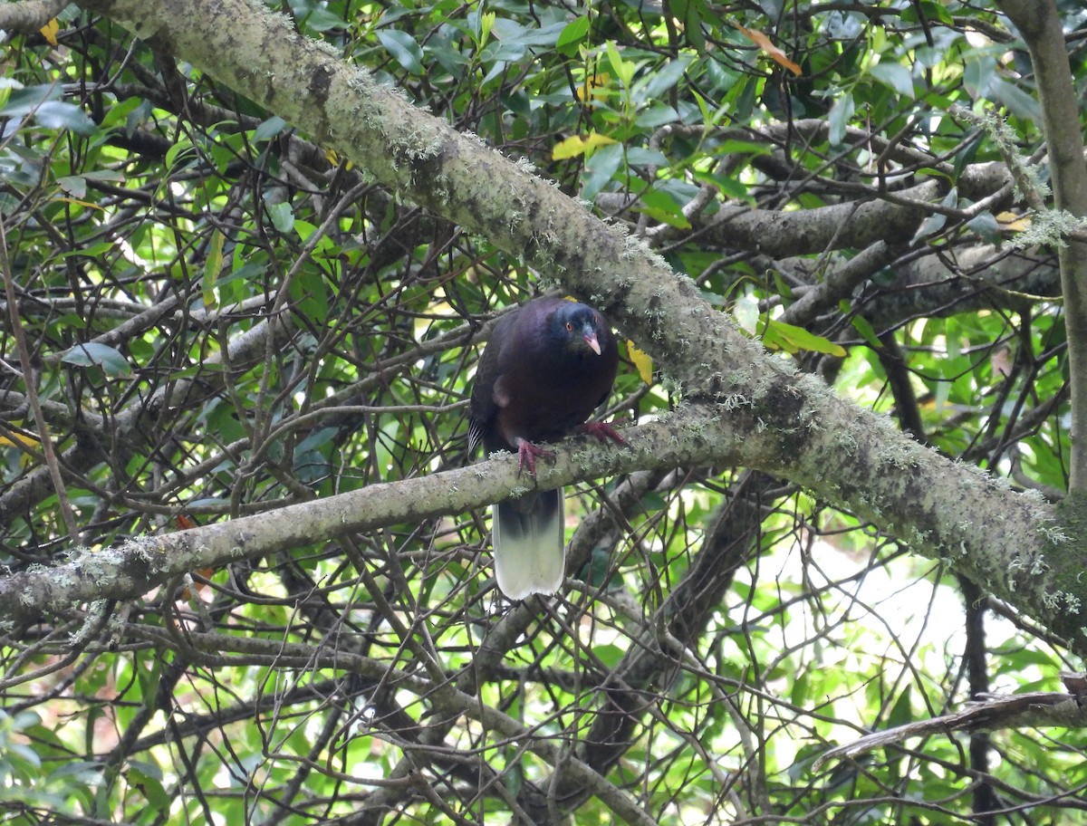 Laurel Pigeon - ML634805280