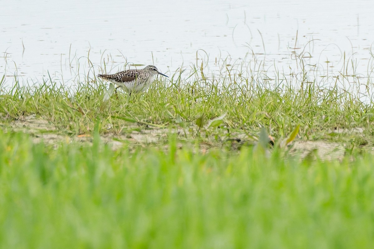 Wood Sandpiper - ML634805327