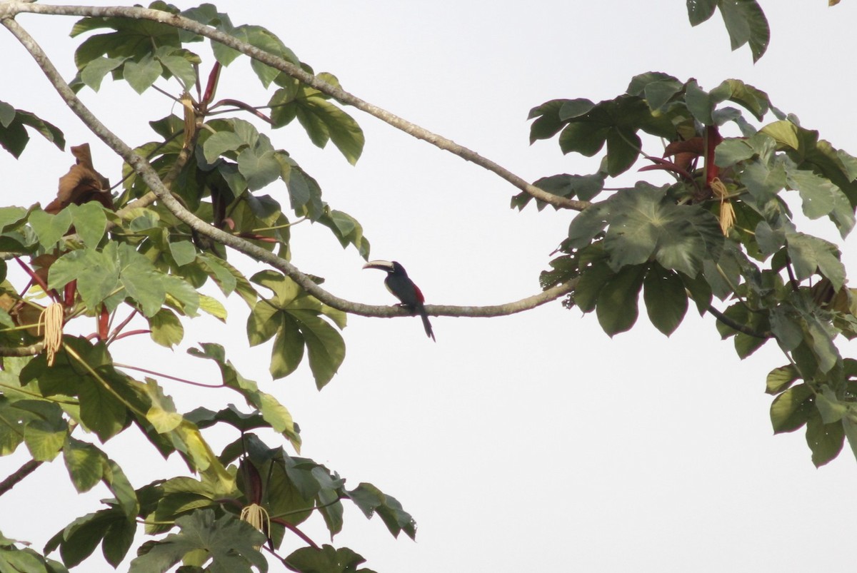 Black-necked Aracari - ML634805344