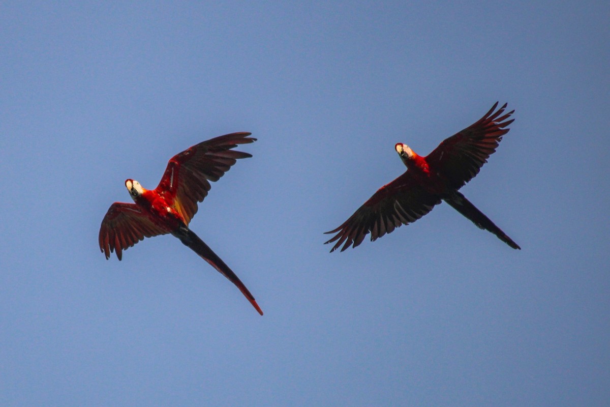 Scarlet Macaw - ML634805366