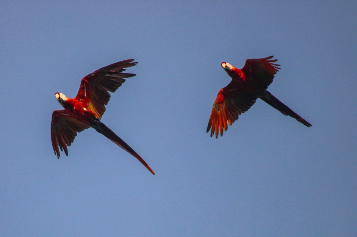 Scarlet Macaw - ML634805367