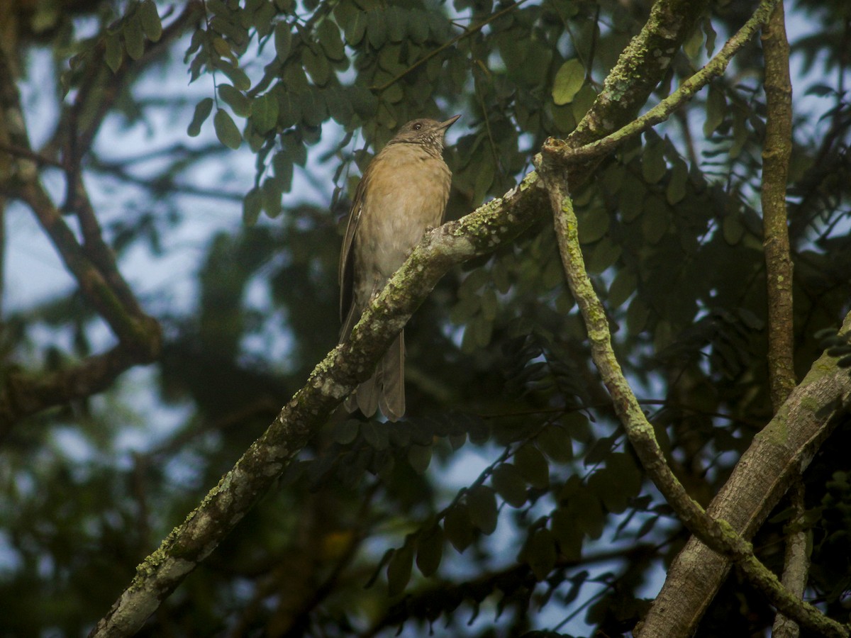 Pale-breasted Thrush - ML634805389