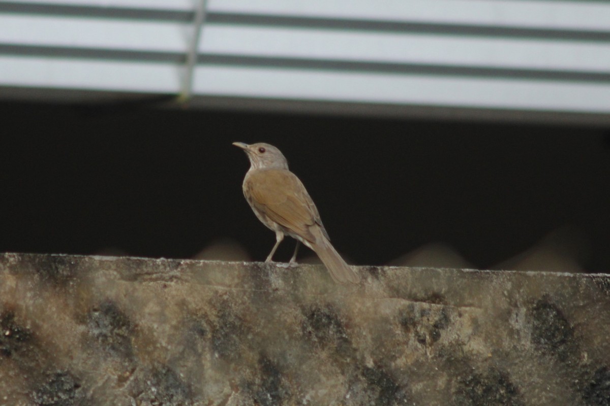 Pale-breasted Thrush - ML634805390