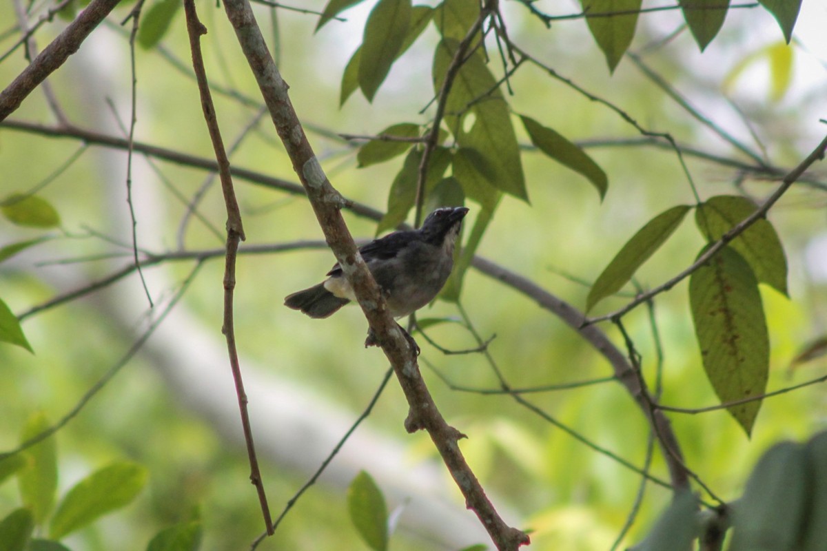 Bluish-gray Saltator - ML634805400