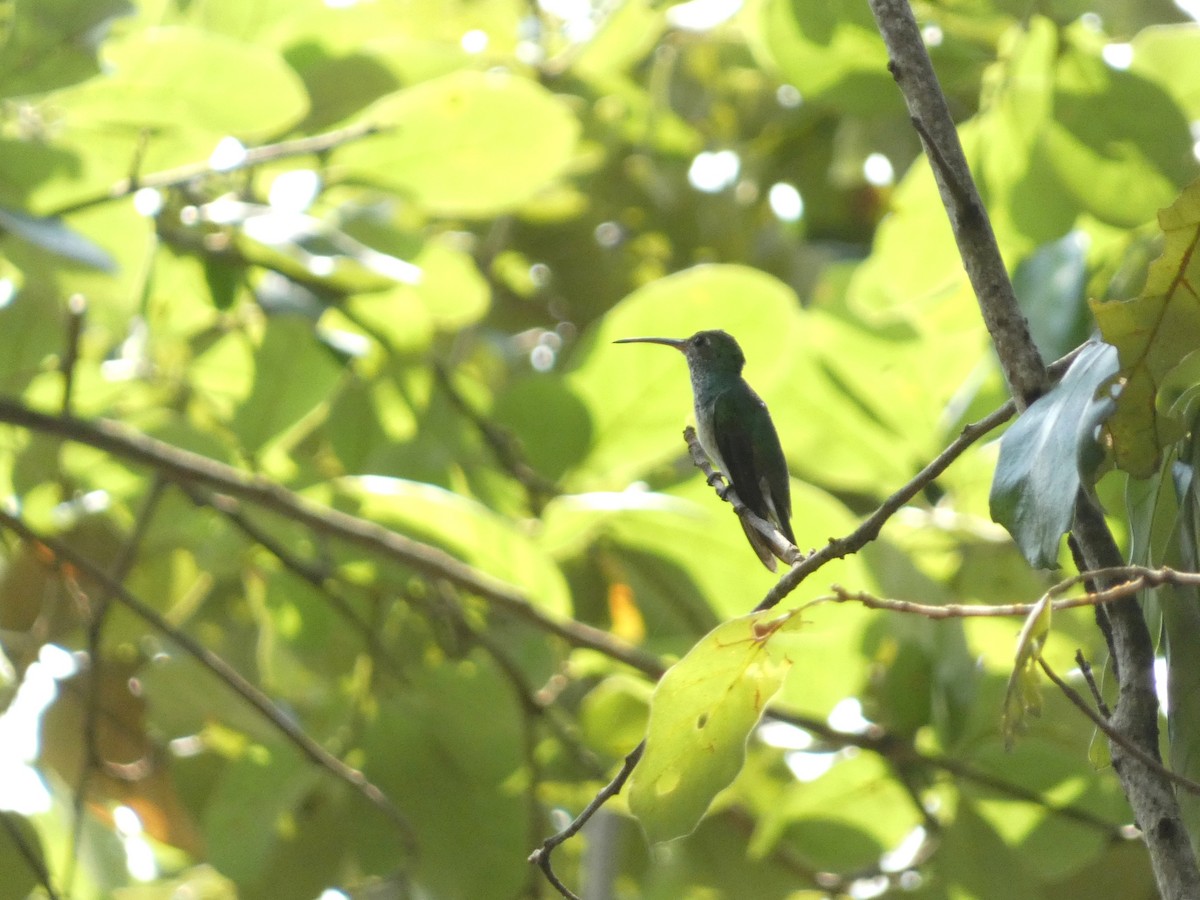 Honduran Emerald - ML634805441