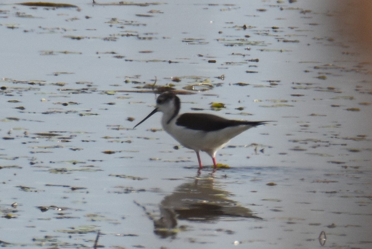 Black-winged Stilt - ML634805517